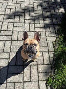 Francúzsky buldoček