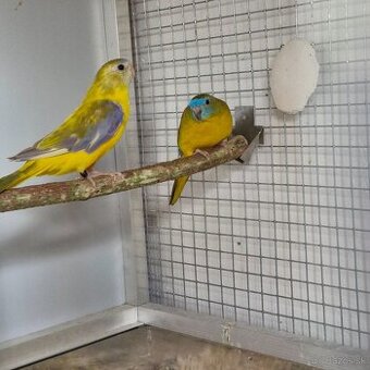 1.1 neofema tyrkysova opalin skorica 1df