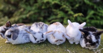 Minilop - mláďatká zakrslých barančekov