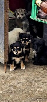 Darujem staniatka su 1 a pol mesacne