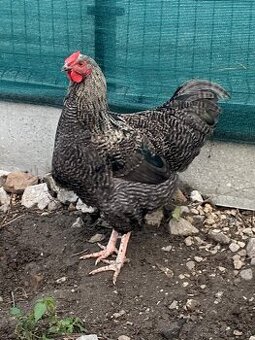 Predám mladého kohúta