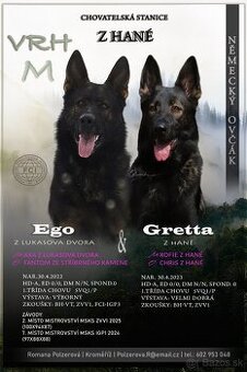 Nemecký ovčiak - šteniatka s PP