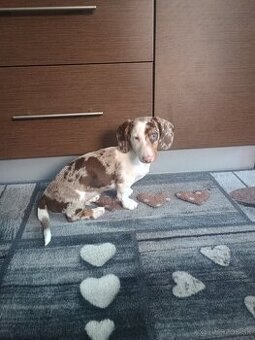 Trpaslíci jazvečík