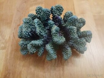 Dekorácia do akvária koral