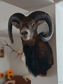 Na predaj – Taxidermy muflón