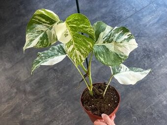 Monstera Albo variegata