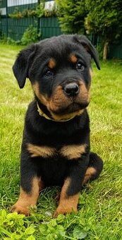 Rotvajler, Rottweiler, RTW