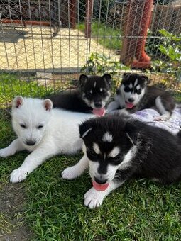 Husky