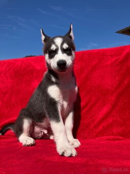 Husky