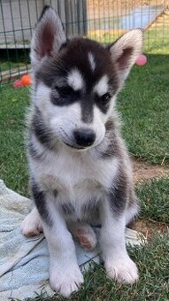 Husky