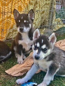 Husky