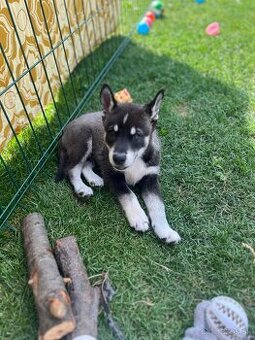 Husky