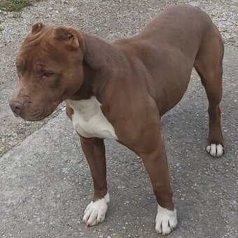 Americky pitbull