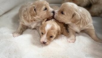 Maltipoo
