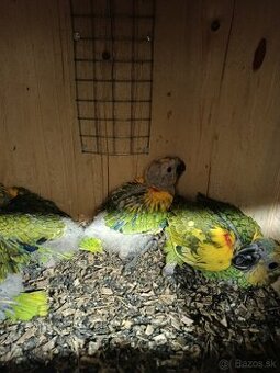 Predám amazonan modrocely - 1