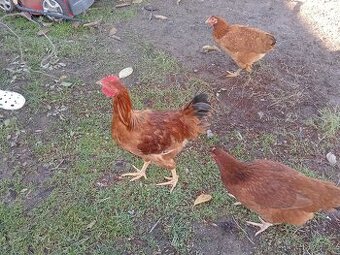 Predam mladeho kohuta