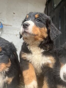 Bernský salašnícky pes