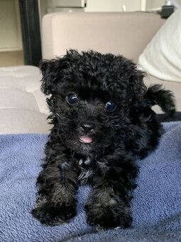 Yorkmaltipoo