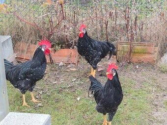 Predam mladych kohutikov