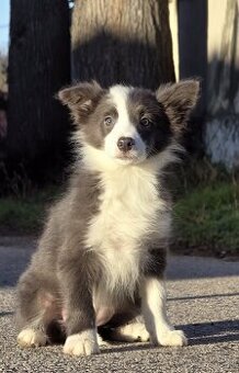 Border kólia,border collie,borderka bez PP