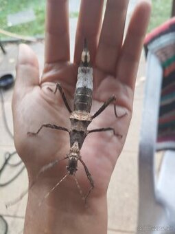 Pakobylka papuánska