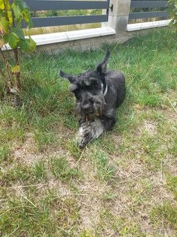 Malý bradáč na krytie