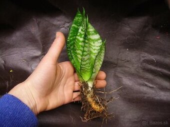 Sansevieria hahnii - svokrin jazyk malý ružicový vzrast