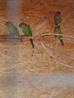 Predám 4× Pyrrura rupicola – zdravé, krúžkované 2025