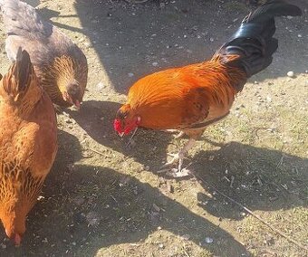 Darujem kohúta s 3 sliepkami