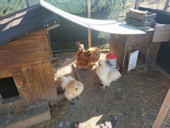 Predám kohútov hodvabničky