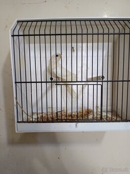 Neofema modrohlava výměna