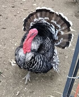 Predám kazišuka :-) - mladého moriaka Narragansett