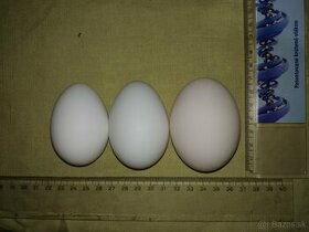 Vajcia - 1
