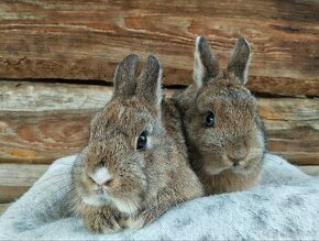 Zakrslé králiky-zajačiky