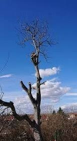 Rizikové spiľovanie,pílenie,arboristka