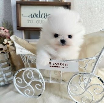Pomeranian mini