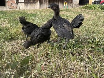 Ayam Cemani - 1