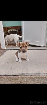 Jack Russel Teriér šteniatka - 1