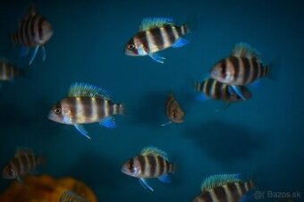 Cyphotilapia Frontoza Burundi