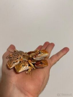 Predaj/ výmena Agama bradatá (Pogona vitticeps)