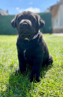 Labrador steniatka