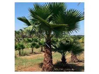 Palma Washingtonia filifera semená