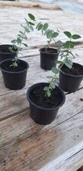 Eukalyptus Baby blue