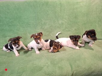 Jack russell terier.