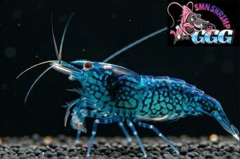 Krevetky Neocaridina a Caridina