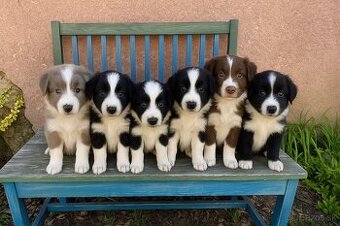 🐾 Na predaj šteniatka Border kólie 🐶
