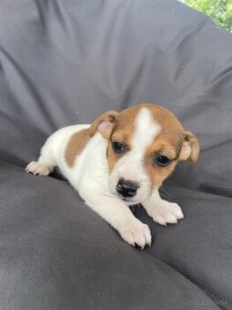 Jack Russel Terier