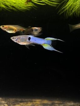 Gupky | Endlerky | Živorodky (NR)