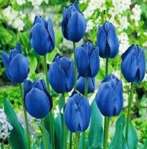 Tulipán modrý 5ks cibulek