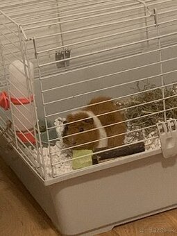 Darujem morčiatko s klietkou